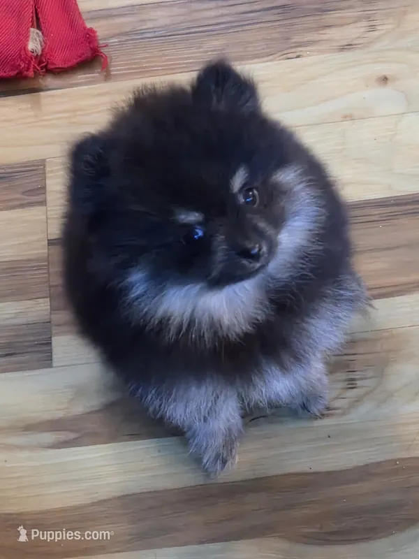 Akc champion pedigree molly  – Pomeranian puppy for sale in Kendallville, IN