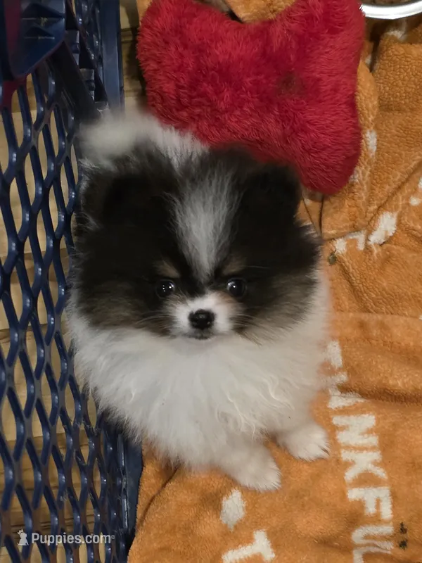Akc champion pedigree pebbles – Pomeranian puppy for sale in Kendallville, IN