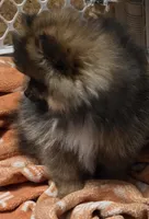 Akc champion pedigree minnie, a female Pomeranian for sale in Kendallville, IN – 5 of 6