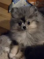 Akc champion pedigree dolly, a female Pomeranian for sale in Kendallville, IN – 2 of 6