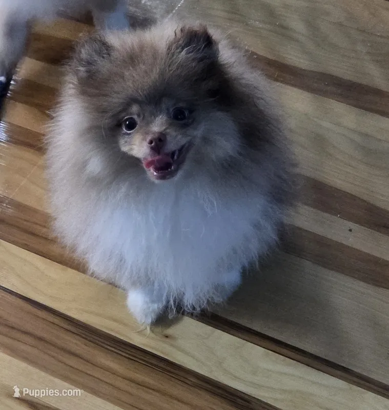 Ckc champion pedigree max  – Pomeranian puppy for sale in Fort Wayne, IN