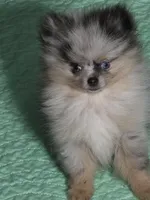 Aca champion pedigree harley, a male Pomeranian for sale in Kendallville, IN – 3 of 7