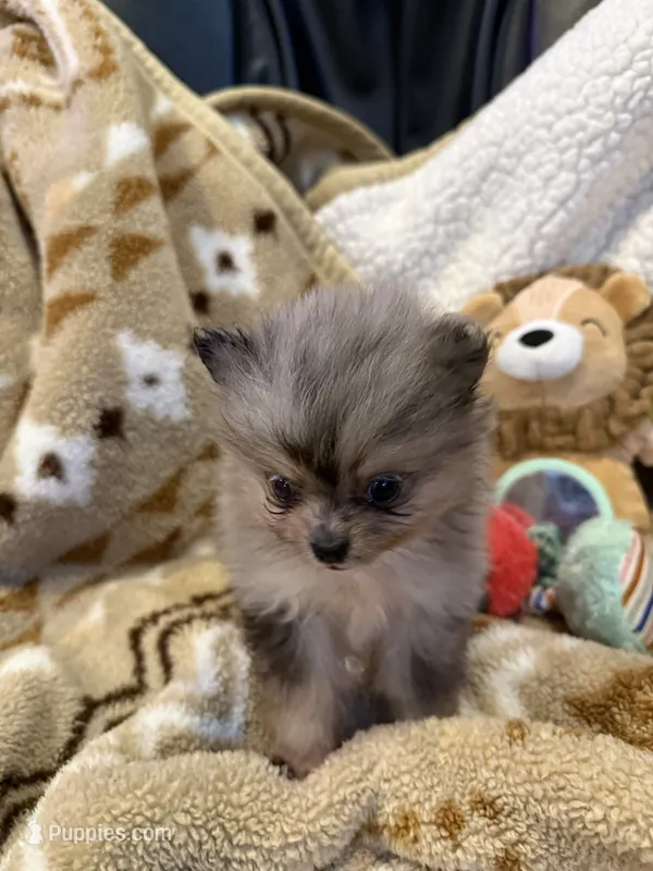 Wiley – Pomeranian puppy for sale in Fort Wayne, IN