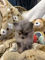 Wiley, a male Pomeranian for sale in Fort Wayne, IN – 1 of 2