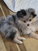 Akc champion pedigree batgirl, a female Pomeranian for sale in Kendallville, IN – 5 of 5