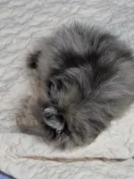 Akc champion pedigree Wilma, a female Pomeranian for sale in Fort Wayne, IN – 3 of 4
