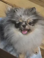Akc grand champion pedigree molly , a female Pomeranian for sale in Fort Wayne, IN – 2 of 6