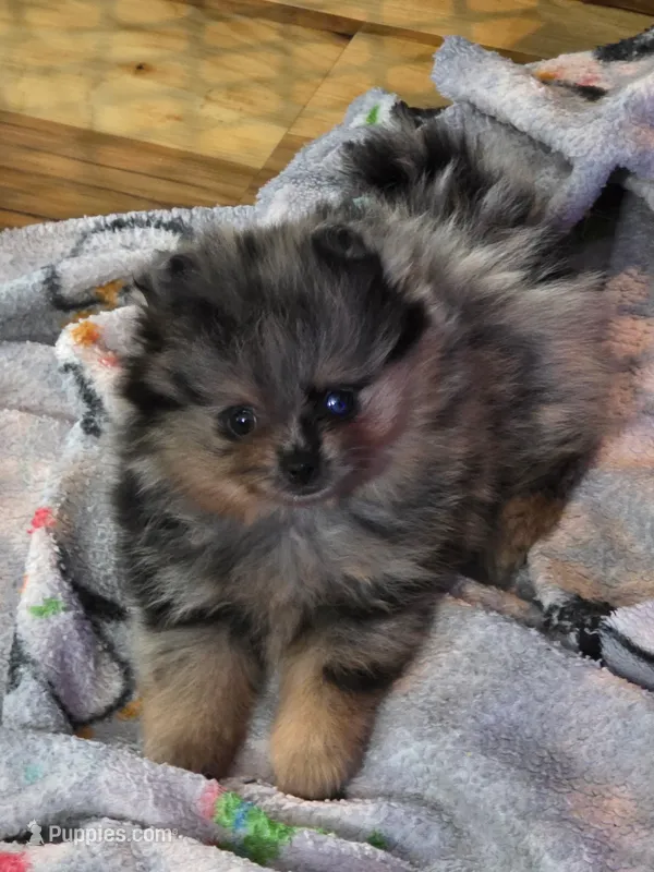 Dolly – Pomeranian puppy for sale in Fort Wayne, IN