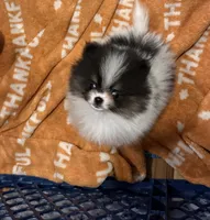 Akc pebbles , a female Pomeranian for sale in Fort Wayne, IN – 4 of 5