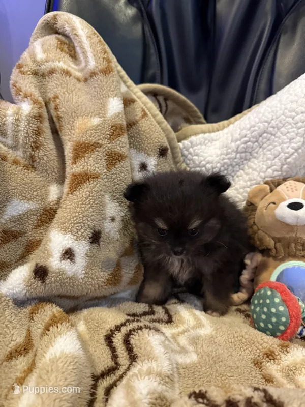 Suzy – Pomeranian puppy for sale in Fort Wayne, IN