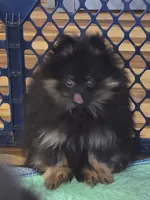 Akc champion pedigree molly, a female Pomeranian for sale in Kendallville, IN – 1 of 4