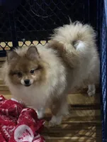 Ckc champion pedigree max , a male Pomeranian for sale in Fort Wayne, IN – 9 of 9