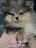 Akc champion pedigree tanner, a male Pomeranian for sale in Kendallville, IN – 4 of 4