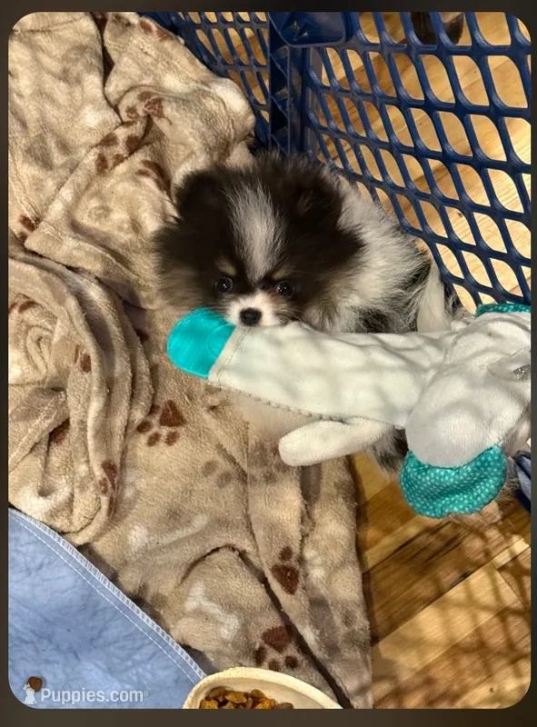 Aca champion pedigree very tiny pebbles – Pomeranian puppy for sale in Kendallville, IN