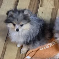 Akc champion pedigree tanner, a male Pomeranian for sale in Kendallville, IN – 5 of 7