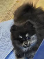 Akc grand champion pedigree macy, a female Pomeranian for sale in Kendallville, IN – 5 of 5