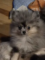 Akc grand pedigree jenny, a female Pomeranian for sale in Kendallville, IN – 2 of 5