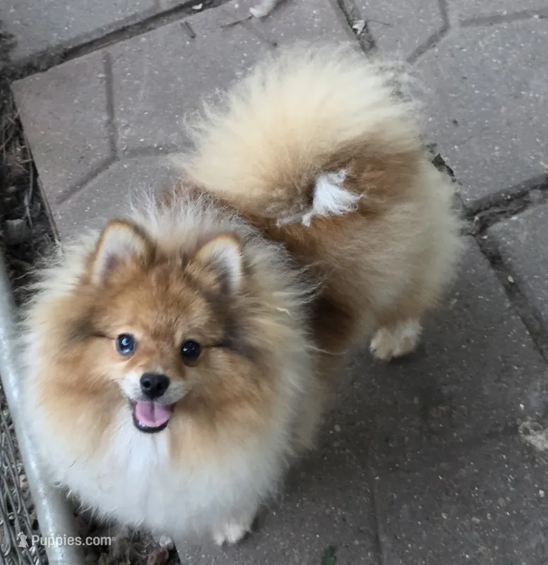 Ckc champion pedigree max  – Pomeranian puppy for sale in Kendallville, IN