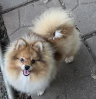 Ckc champion pedigree max , a male Pomeranian for sale in Kendallville, IN – 1 of 4