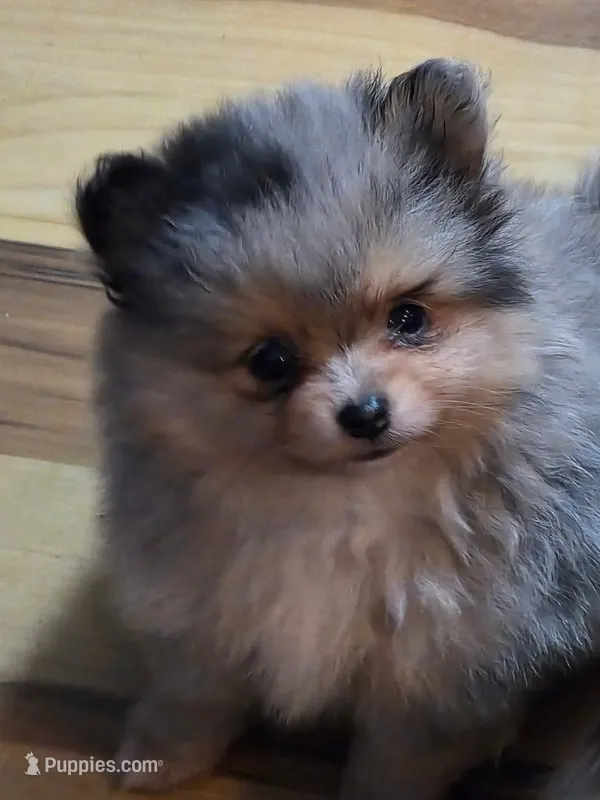 Buddy – Pomeranian puppy for sale in Fort Wayne, IN