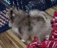 Ckc champion pedigree toby, a male Pomeranian for sale in Fort Wayne, IN – 5 of 7