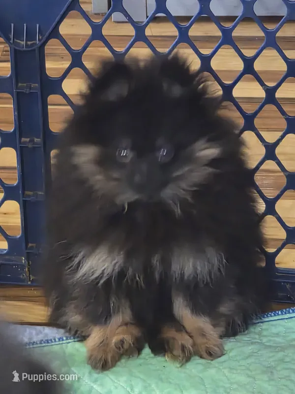 Akc champion pedigree molly  – Pomeranian puppy for sale in Kendallville, IN