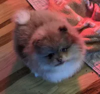 Ckc champion pedigree choc merle bear , a male Pomeranian for sale in Fort Wayne, IN – Photo 4 of 6