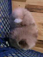 Ckc champion pedigree choc merle bear , a male Pomeranian for sale in Fort Wayne, IN – Photo 6 of 6