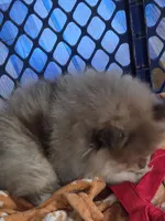 Ckc champion pedigree choc merle bear , a male Pomeranian for sale in Fort Wayne, IN – Photo 3 of 6