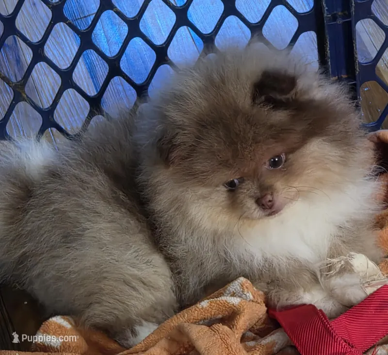 Ckc champion pedigree choc merle bear  – Pomeranian puppy for sale in Fort Wayne, IN