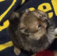 Akc champion pedigree holly, a female Pomeranian for sale in Fort Wayne, IN – 2 of 4
