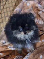 Akc champion pedigree bo, a male Pomeranian for sale in Kendallville, IN – 3 of 5