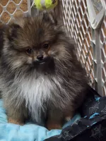 Akc champion pedigree buffy , a female Pomeranian for sale in Kendallville, IN – 4 of 8