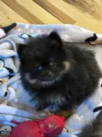 Alc champion pedigree bear, a male Pomeranian for sale in Fort Wayne, IN – 6 of 8