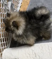 Akc champion pedigree buffy , a female Pomeranian for sale in Kendallville, IN – 3 of 6