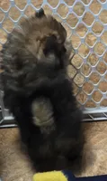 Akc champion pedigree holly, a female Pomeranian for sale in Fort Wayne, IN – 3 of 4