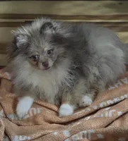 Ckc champion pedigree max , a male Pomeranian for sale in Fort Wayne, IN – 4 of 6
