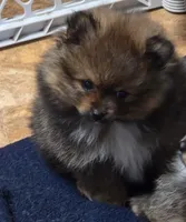 Akc champion pedigree Aspen, a female Pomeranian for sale in Kendallville, IN – 6 of 7