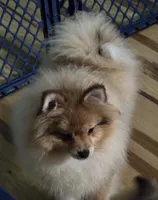 Ckc champion pedigree max , a male Pomeranian for sale in Fort Wayne, IN – 2 of 9