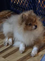 Ckc champion pedigree max , a male Pomeranian for sale in Fort Wayne, IN – 3 of 5