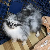 Akc grand champion pedigree molly , a female Pomeranian for sale in Fort Wayne, IN – 5 of 6