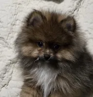 Akc champion pedigree beautiful jazzy, a female Pomeranian for sale in Kendallville, IN – 3 of 6