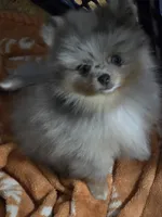 Aca tiny blue eyed merle girl, a female Pomeranian for sale in Kendallville, IN – 6 of 6