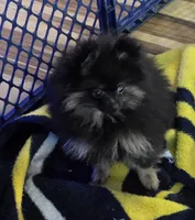 Akc champion pedigree bear, a male Pomeranian for sale in Kendallville, IN – 2 of 4
