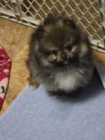 Akc grand champion pedigree minnie, a female Pomeranian for sale in Kendallville, IN – 6 of 6