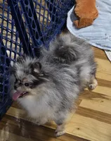 Akc grand champion pedigree molly , a female Pomeranian for sale in Fort Wayne, IN – 6 of 10