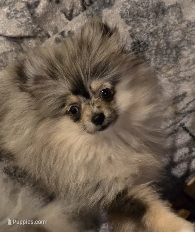 Akc champion pedigree very tiny dolly – Pomeranian puppy for sale in Kendallville, IN