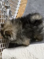 Akc champion pedigree buffy , a female Pomeranian for sale in Kendallville, IN – 3 of 5
