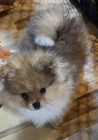 Ckc champion pedigree bo, a male Pomeranian for sale in Fort Wayne, IN – Photo 1 of 4