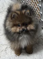 Akc champion pedigree minnie , a female Pomeranian for sale in Kendallville, IN – 2 of 6